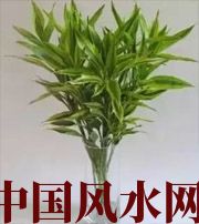 锦州十二生肖养什么植物最旺财运？你知道吗！